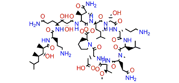 Homophymine B1